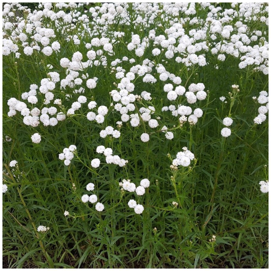 Тысячелистник Ахиллея птармика Жемчужница