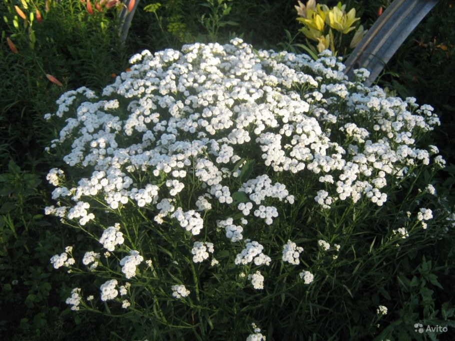 Тысячелистник птармика махровый