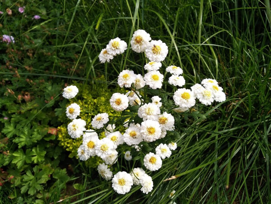 Тысячелистник Ахиллея птармика Жемчужница