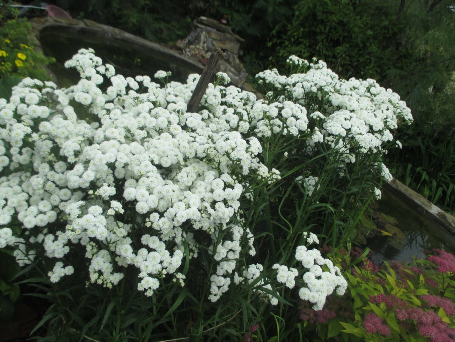 Тысячелистник же чужница