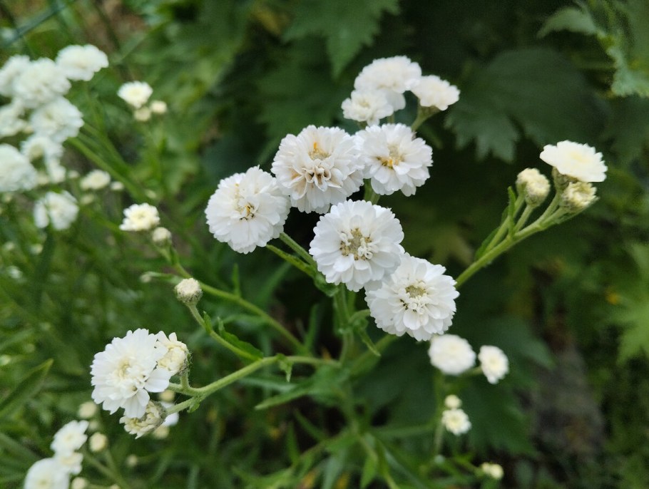 Тысячелистник птармика розовый