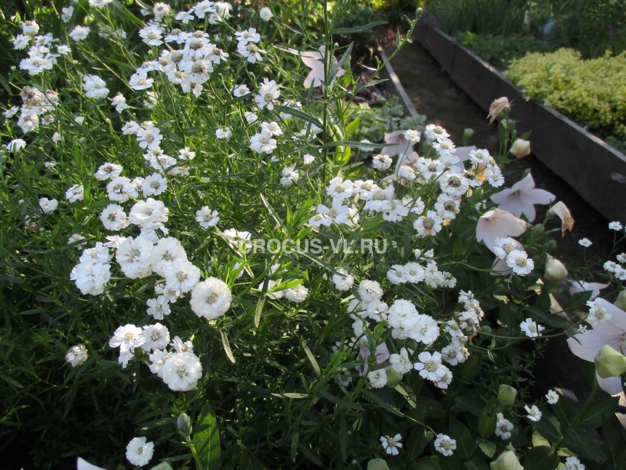 Тысячелистник птармика Жемчужница