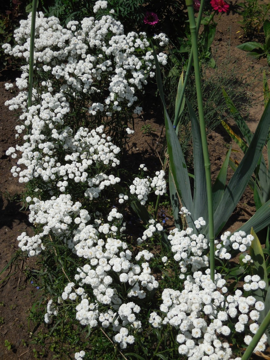 Тысячелистник птармика розовый