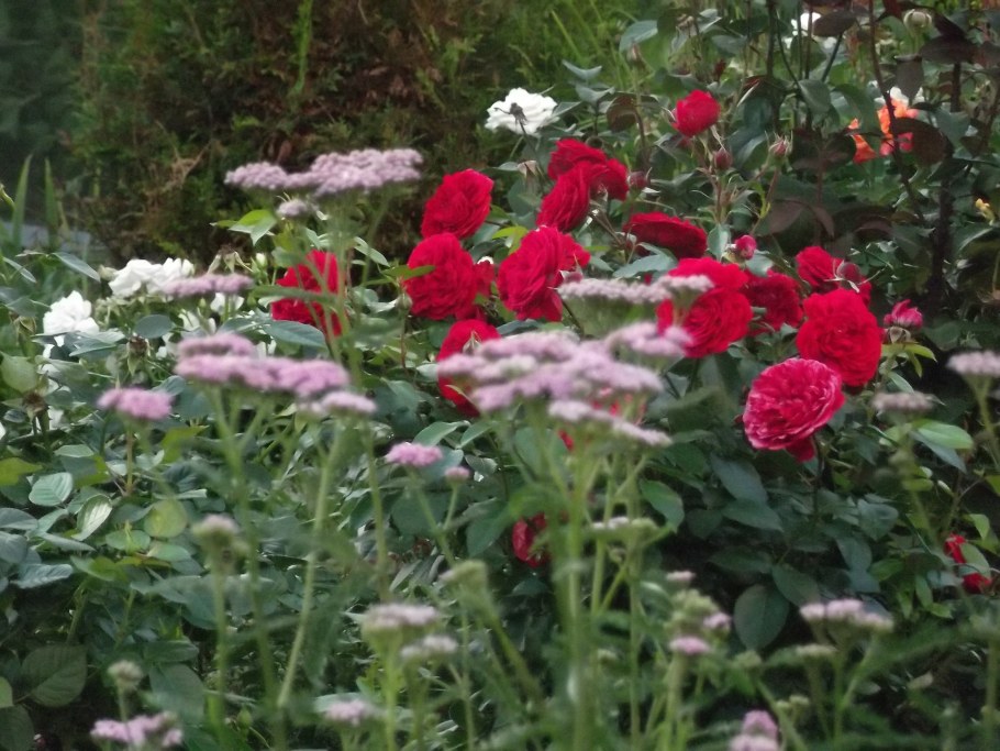 Тысячелистник Жемчужница соседство