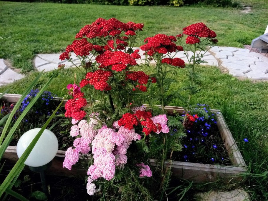 Тысячелистник ред вельвет