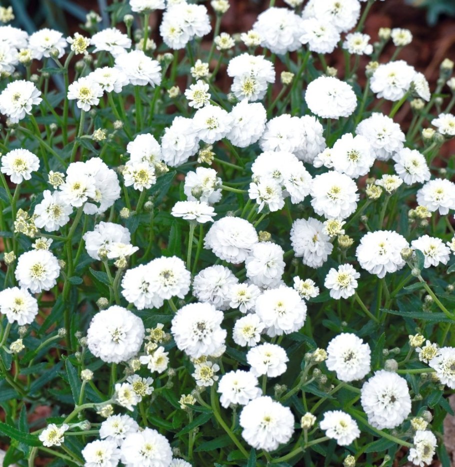 Тысячелистник птармика