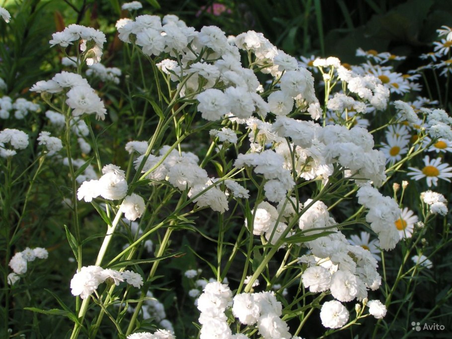 Тысячелистник птармика Noblessa