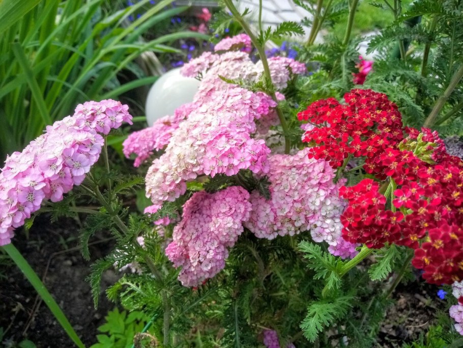 Тысячелистник Медисон