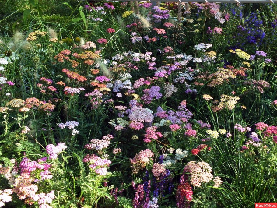 Тысячелистник садовый многолетний