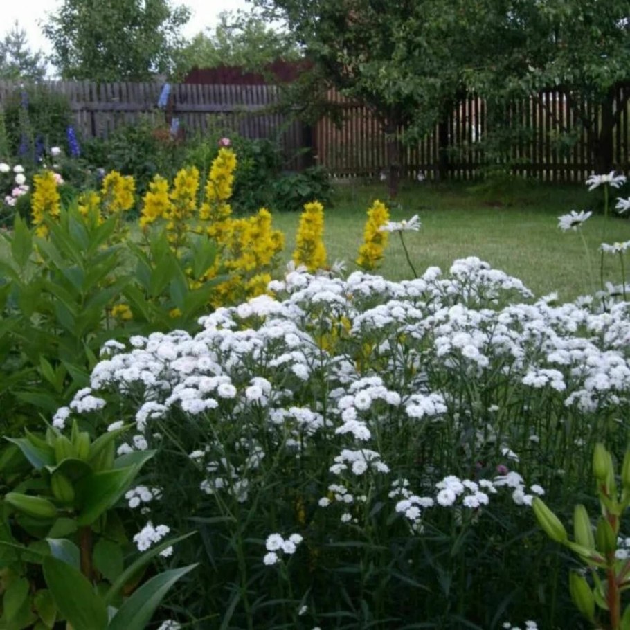 Тысячелистник птармика