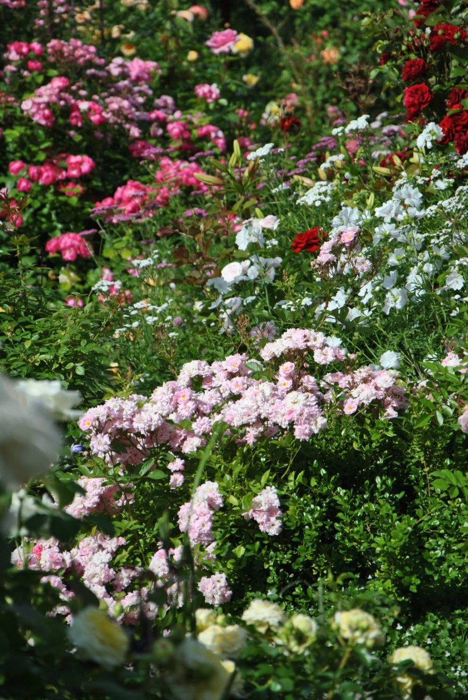 Тысячелистник птармика в саду