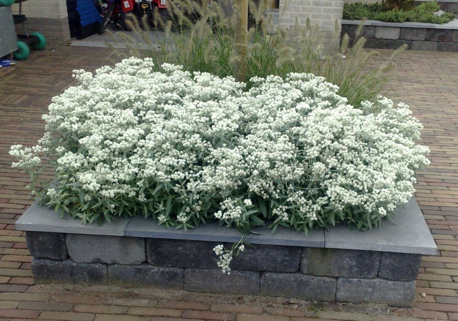 Анафалис трехжилковый