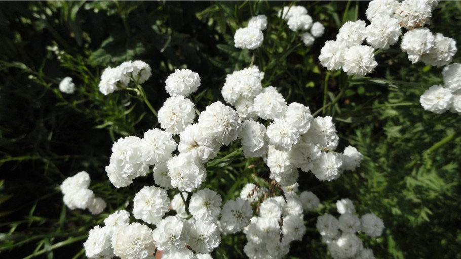 Цветок Ахиллея Жемчужина птармика