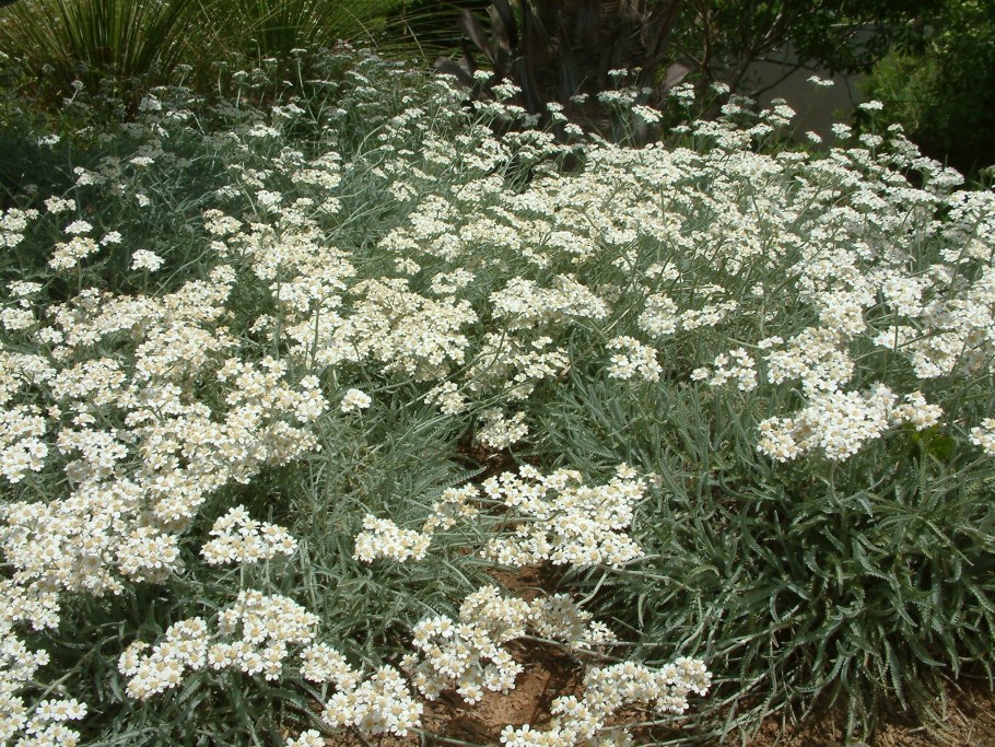 Тысячелистник серебристый Achillea clavennae
