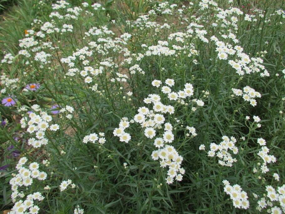 Тысячелистник птармика Жемчужница