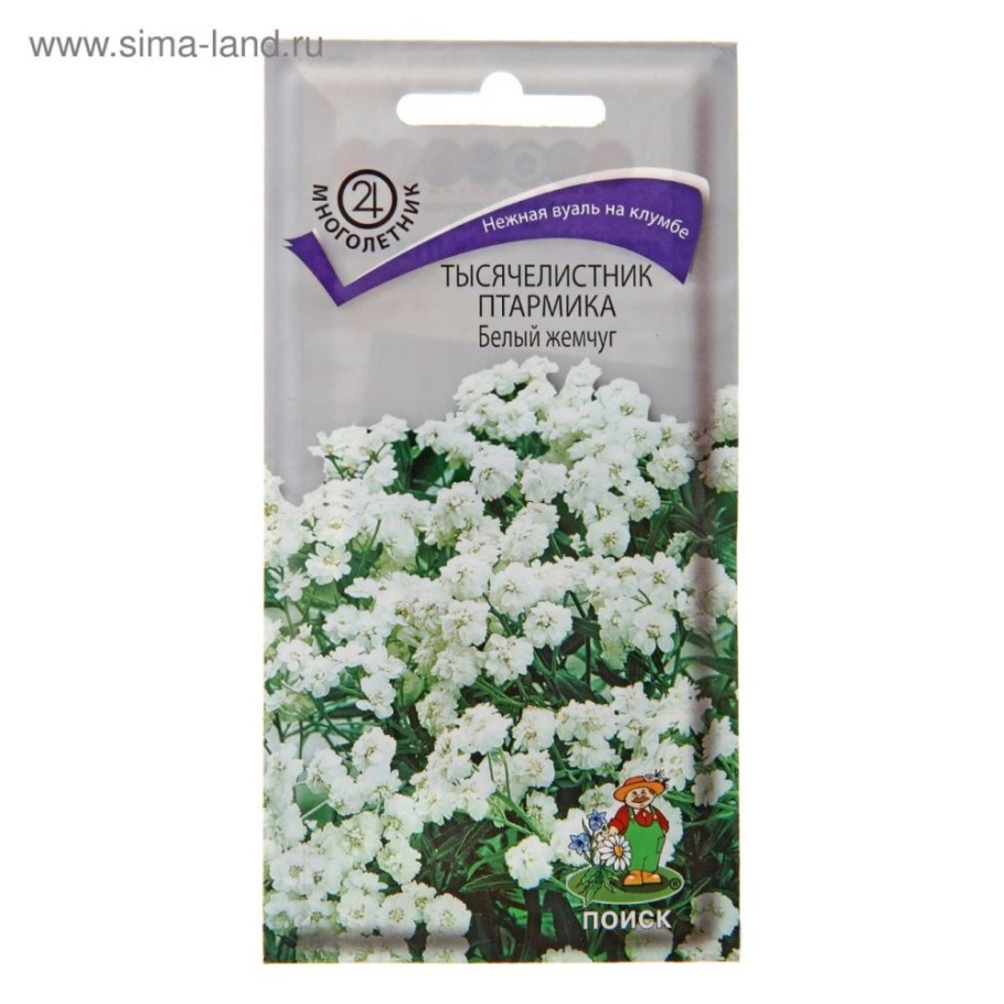 Тысячелистник Жемчужина
