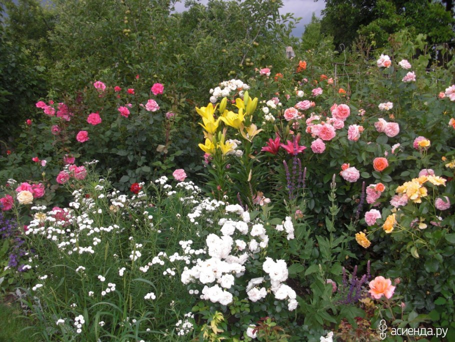 Тысячелистник птармика на клумбе