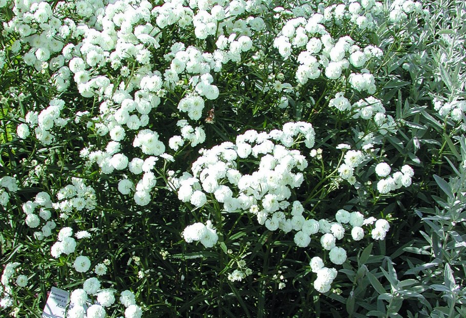 Тысячелистник птармика диадем