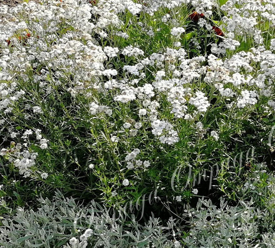 Ахиллея птармика как всходит