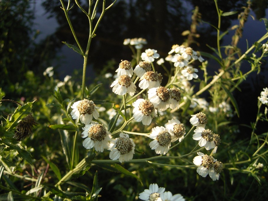 Тысячелистник птармика Куртина