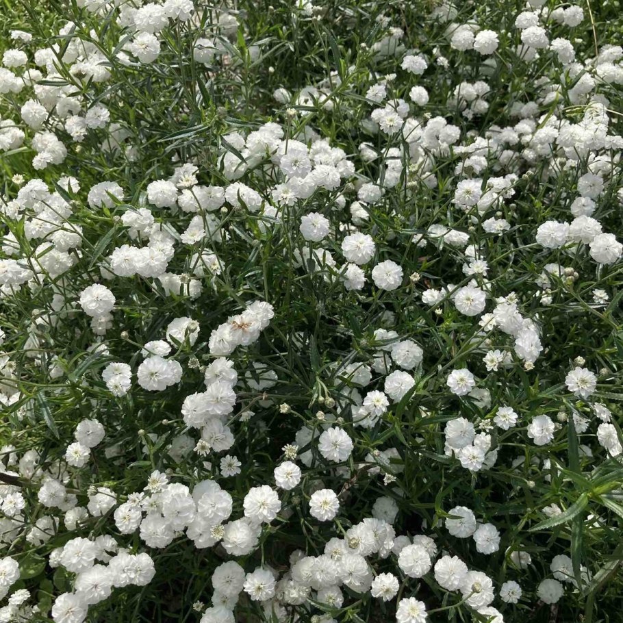 Тысячелистник Achillea "Diadem"