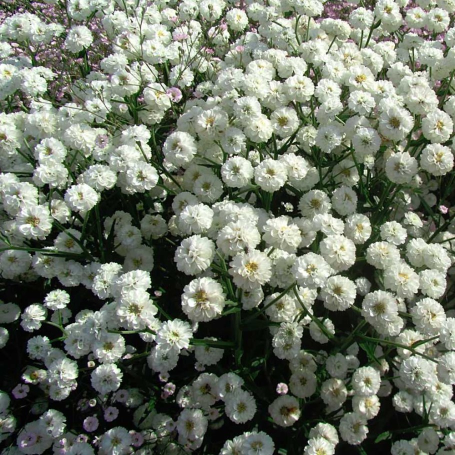 Тысячелистник птармика Жемчужница