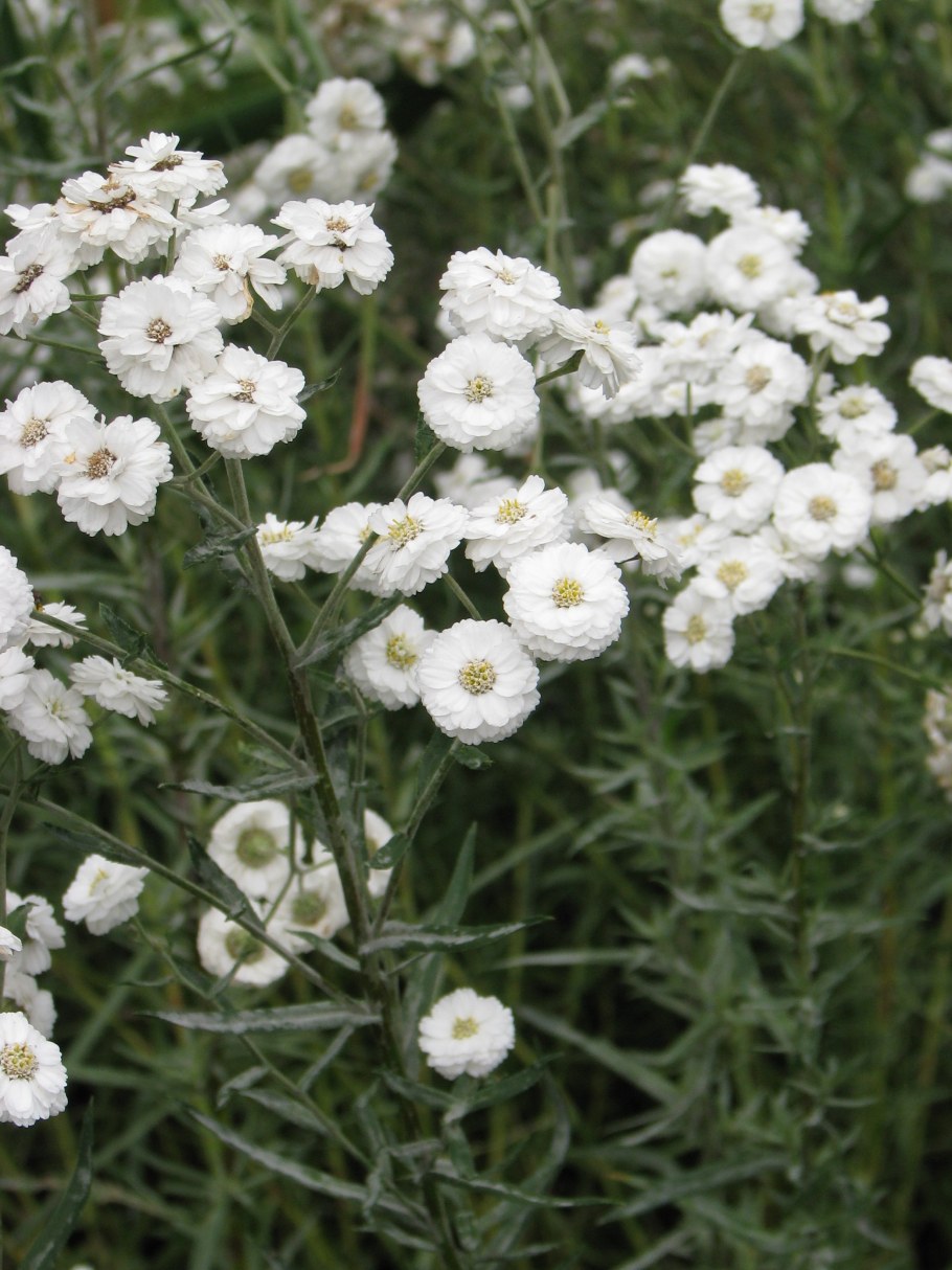 Тысячелистник птармика (Achillea ptarmica)