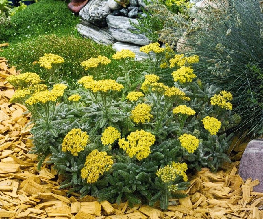 Тысячелистник таволговый (Achillea filipendulina)
