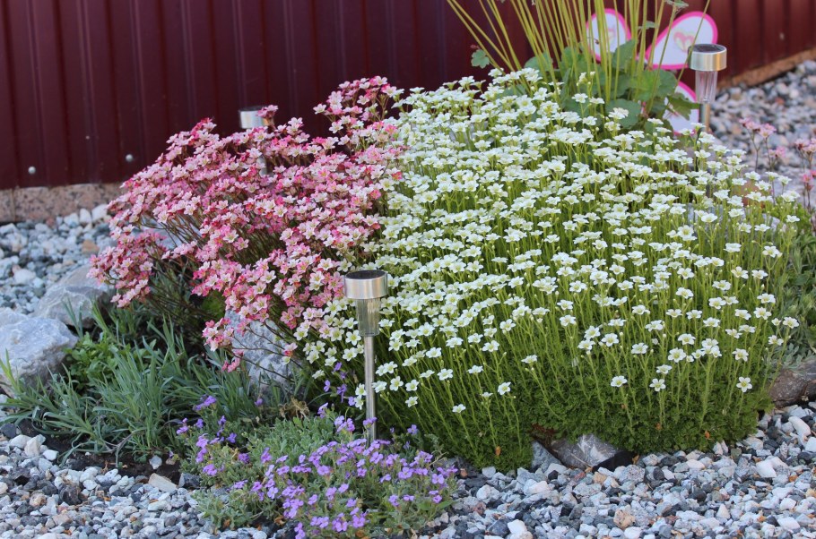 Почвопокровные многолетники Ясколка