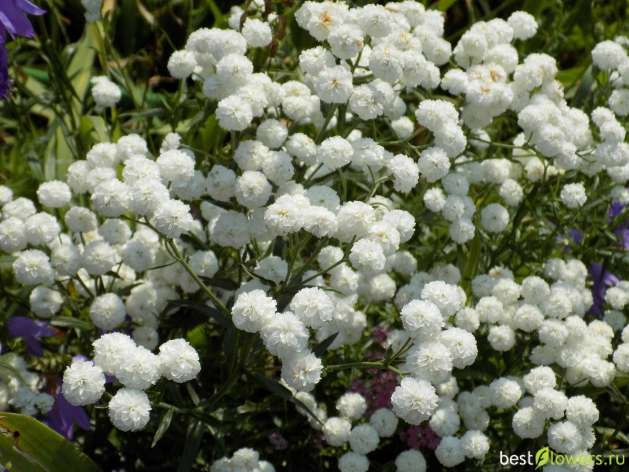 Тысячелистник птармика жемчуг