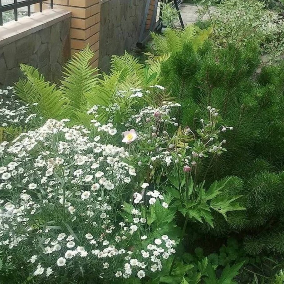 Тысячелистник птармика диадем