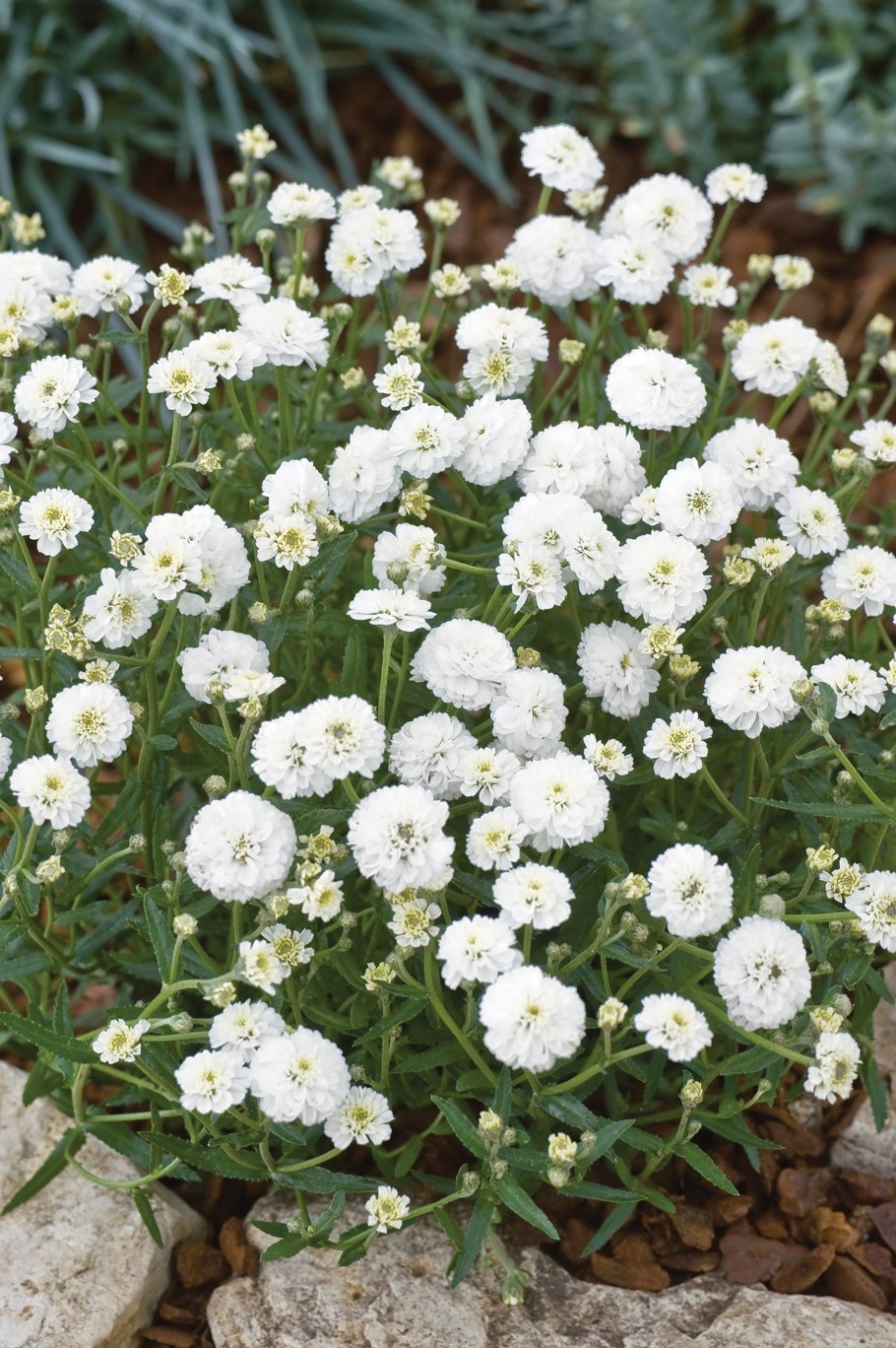 Тысячелистник птармика (Achillea ptarmica)