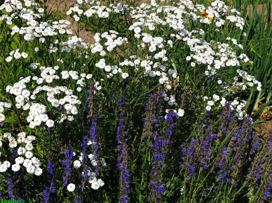 Тысячелистник птармика диадем