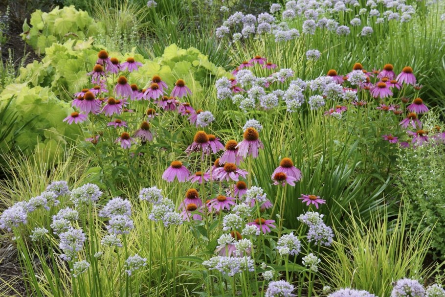 Пит Удольф эхинацея