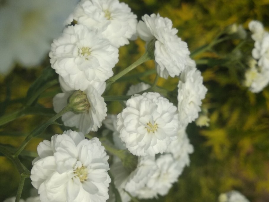 Тысячелистник птармика Жемчужница