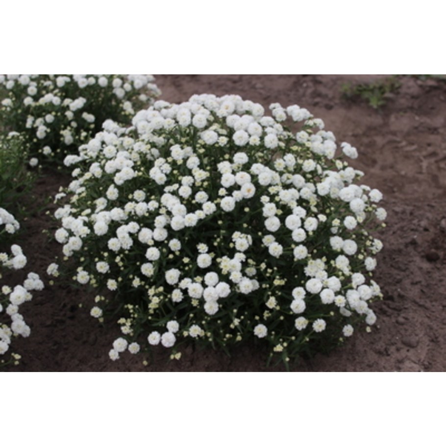 Тысячелистник Achillea "Diadem"