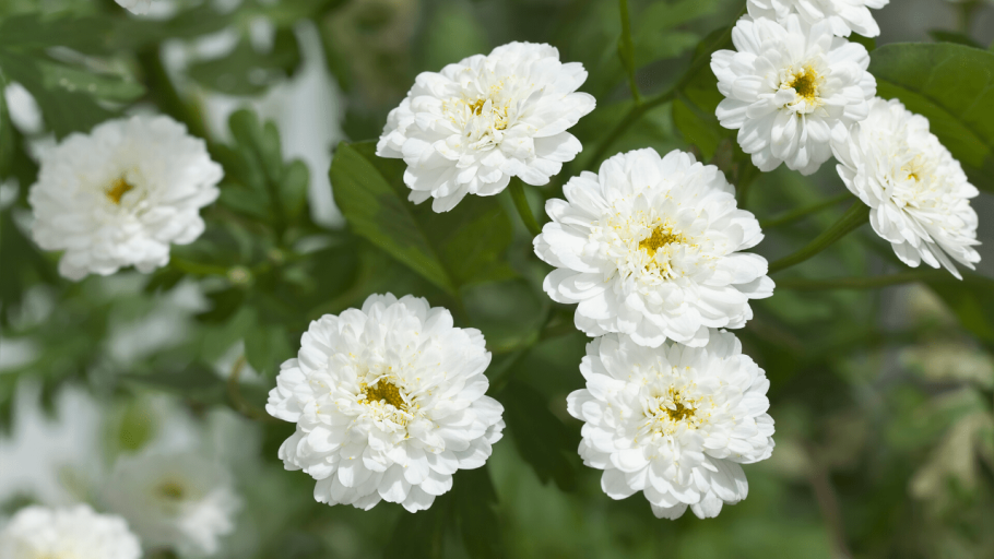 Тысячелистник птармика the Pearl