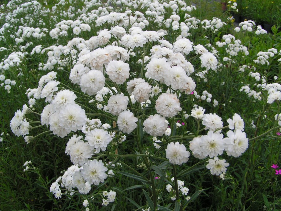 Тысячелистник птармика