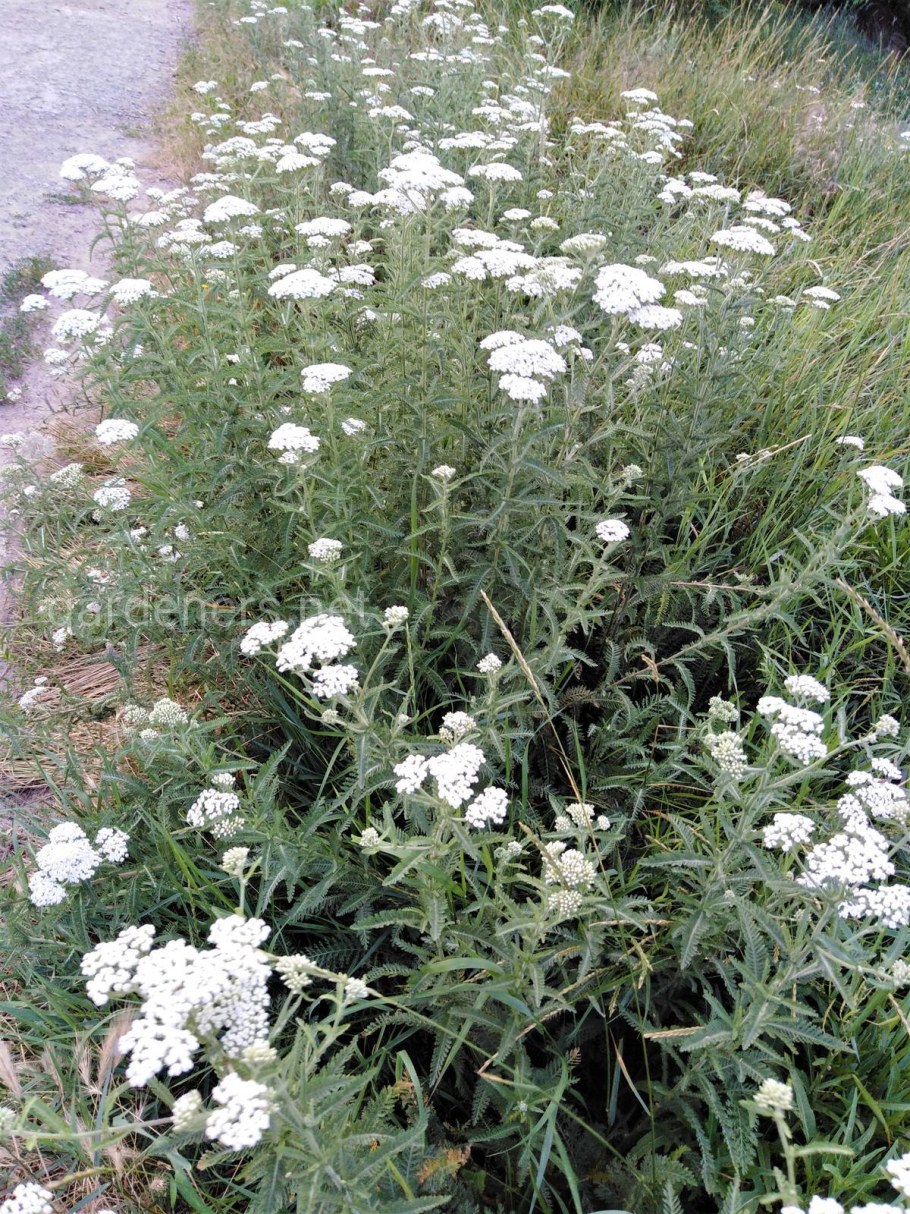 Тысячелистник Лаура