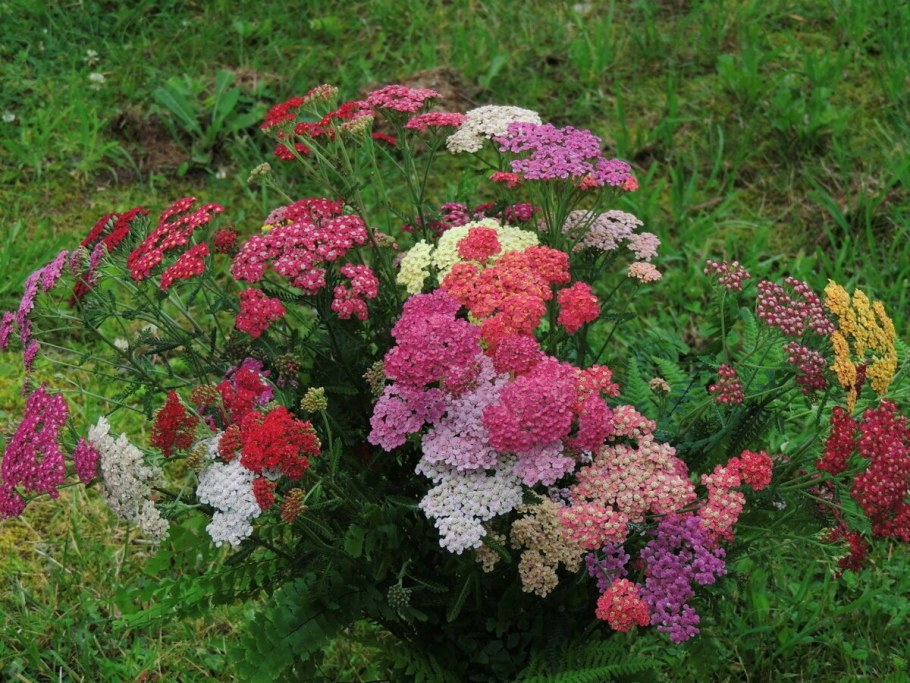 Цветок тысячелистник Экселент