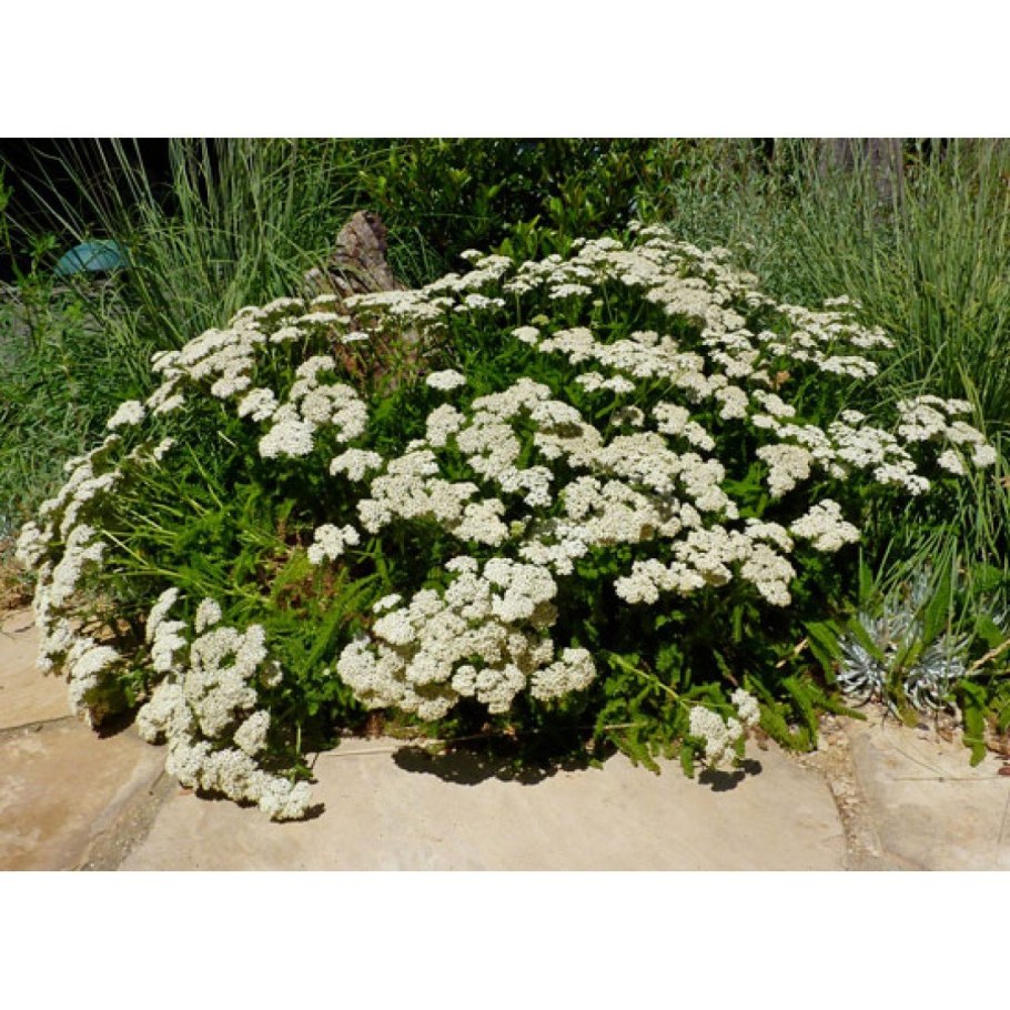 Тысячелистник таволговый (Achillea filipendulina)