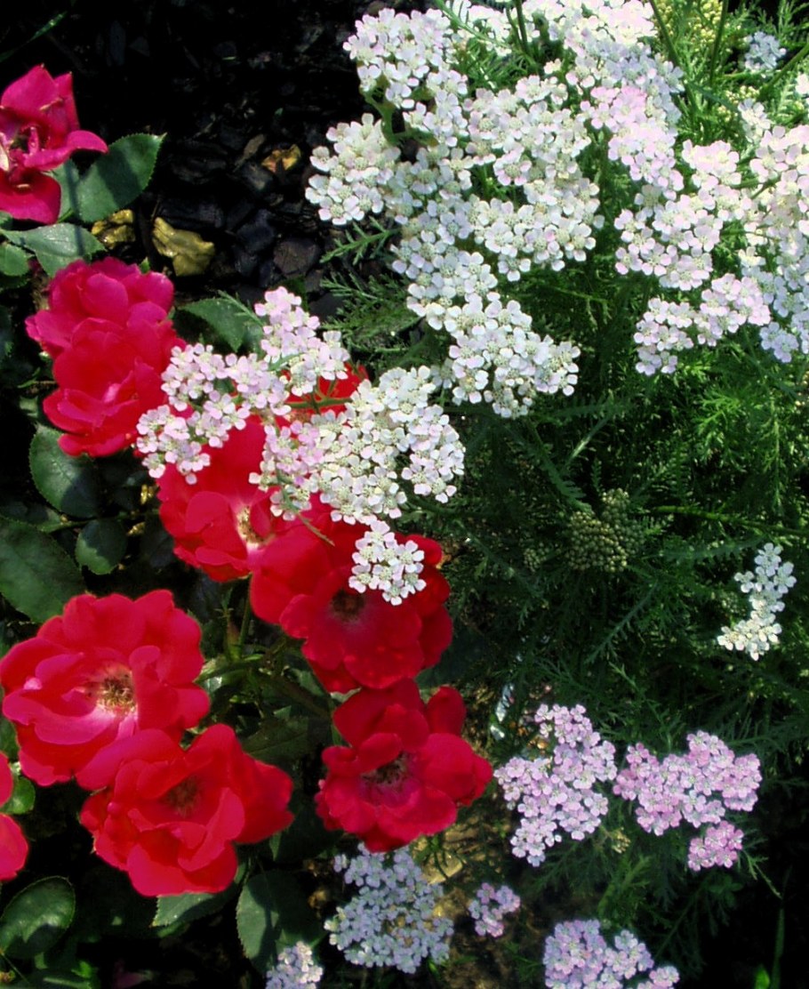 Тысячелистник Вишневая Королева