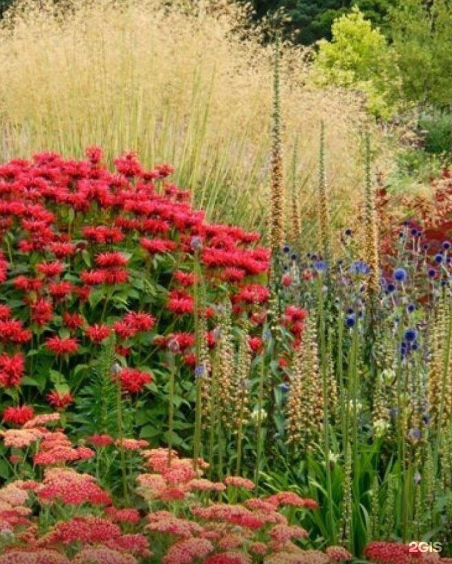 Монарда Gardenview Scarlet