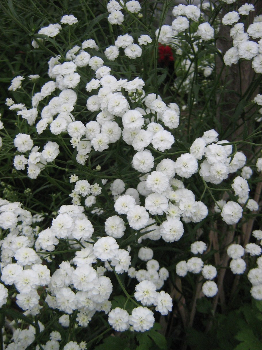 Тысячелистник птармика Жемчужница