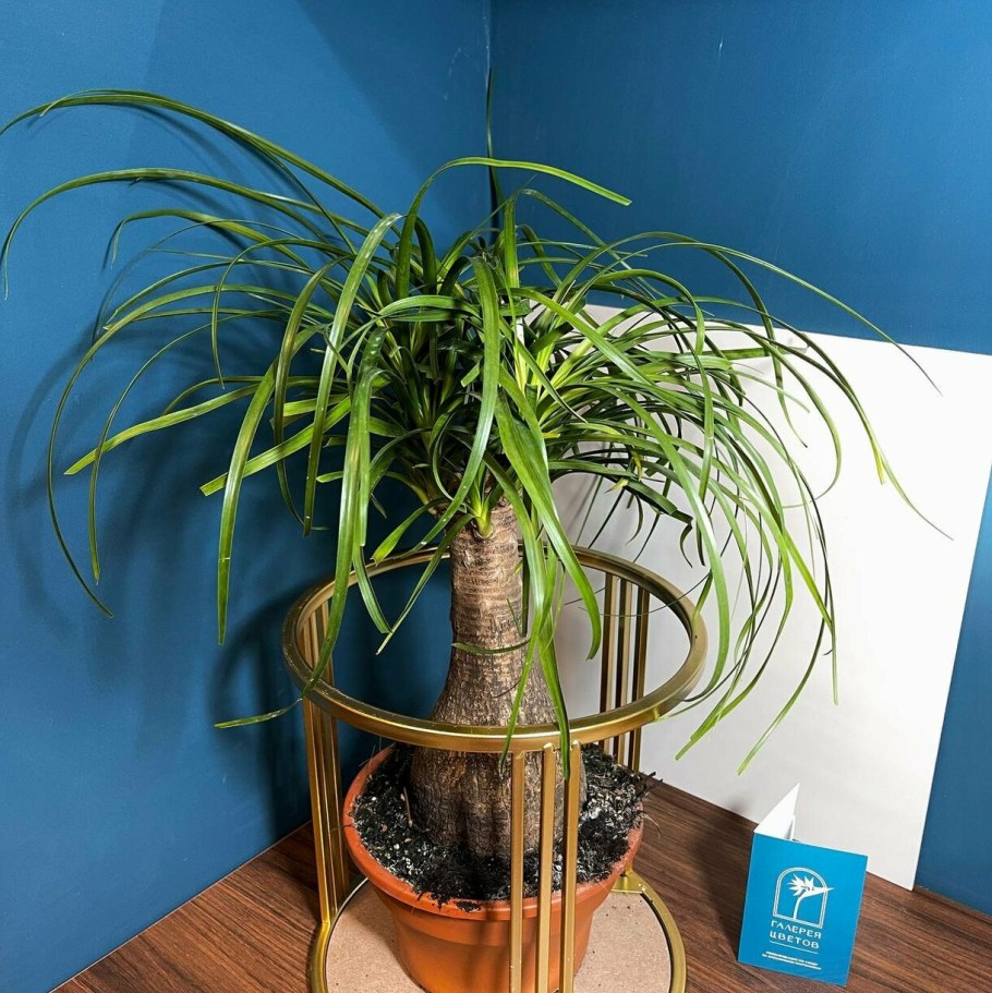 Нолина Бокарнея