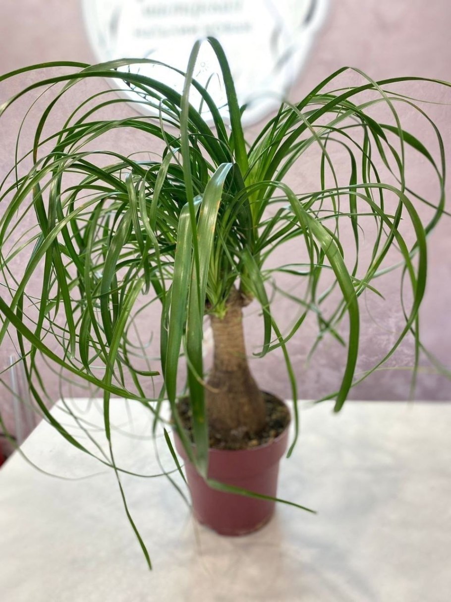 Нолина в интерьере