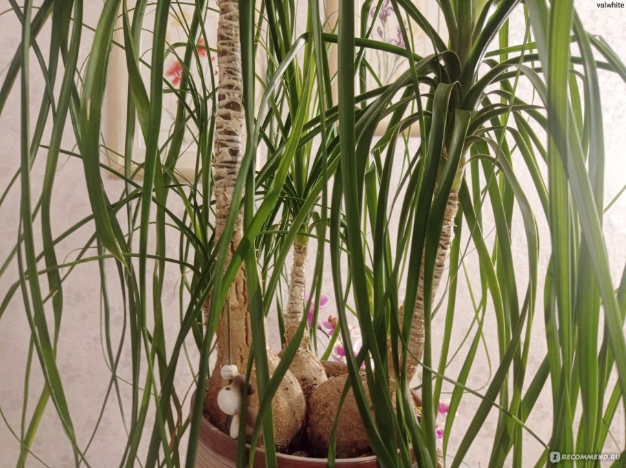 Конский хвост растение