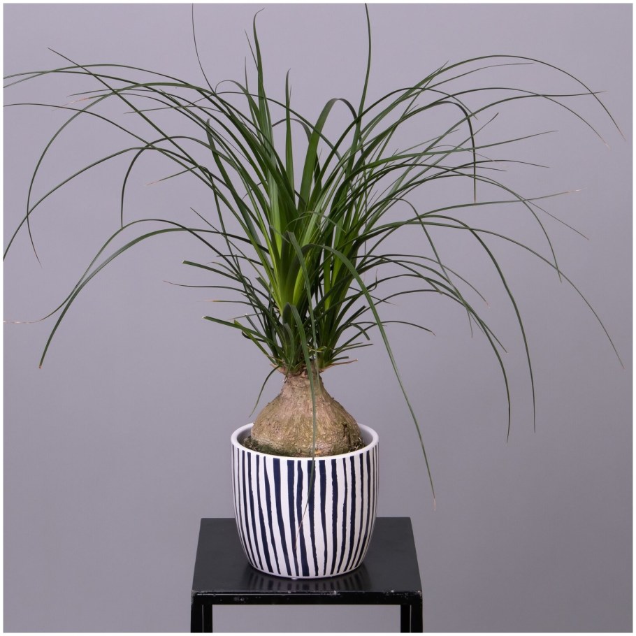 Нолина в интерьере