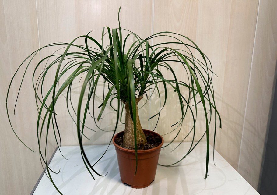 Нолина цветок корни