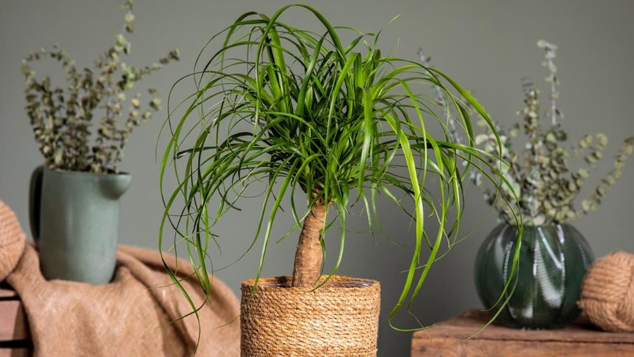 Бокарнея 5шт